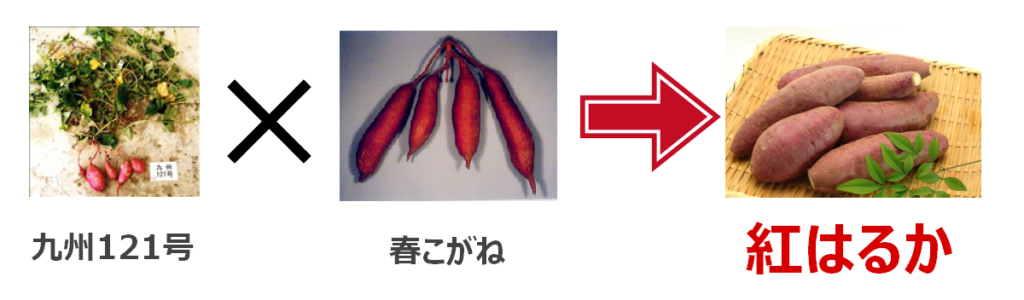 九州121号と春こがねを掛け合わせて紅あずまができている写真です。